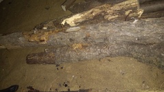 Galeodidae