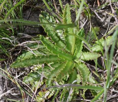 Alepidea