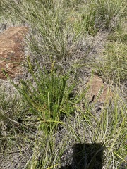 Hebenstretia robusta