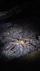 Galeodidae