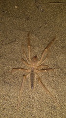 Galeodidae