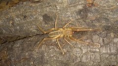 Galeodidae