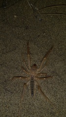 Galeodidae