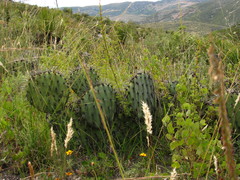 Opuntia stenopetala