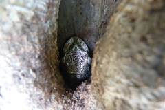 Triprion spatulatus