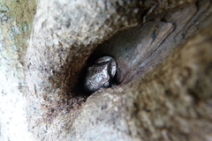 Triprion spatulatus