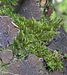 Cryphaea heteromalla