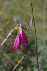 Dierama pulcherrimum