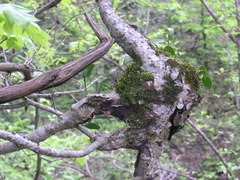 Cryphaea heteromalla