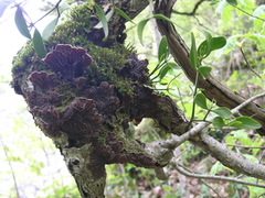 Cryphaea heteromalla