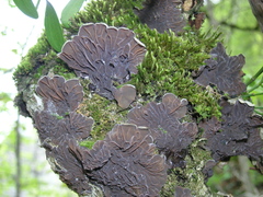 Cryphaea heteromalla
