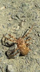 Eusparassus