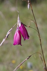 Dierama pulcherrimum