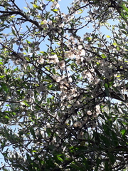 Achatocarpus praecox