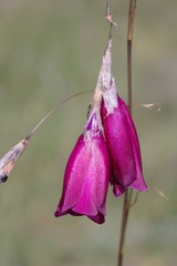 Dierama pulcherrimum