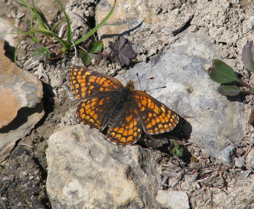 Rockslide Checkerspot