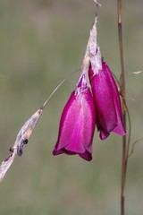 Dierama pulcherrimum