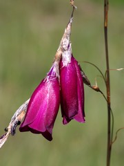 Dierama pulcherrimum