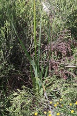 Dierama pulcherrimum