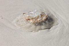 Rhizostomatoidea
