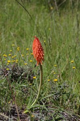 Kniphofia triangularis