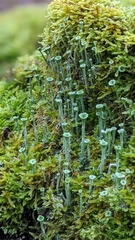 Cladonia asahinae