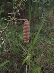 Prosopis reptans