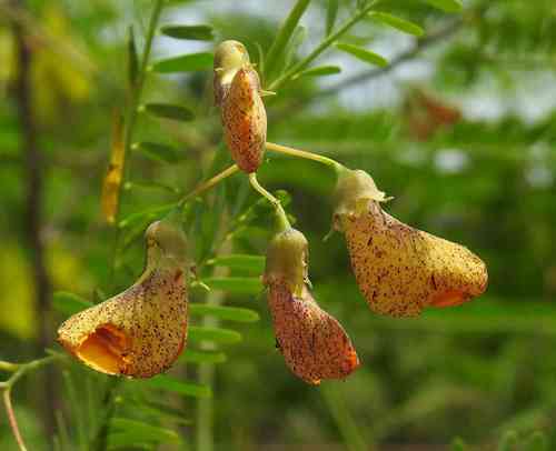 Sesbania exasperata