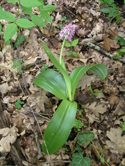 Orchis × hybrida