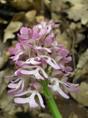 Orchis × hybrida