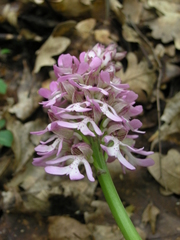 Orchis × hybrida