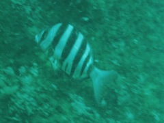 Diplodus hottentotus