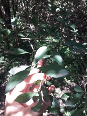 Achatocarpus praecox