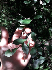 Achatocarpus praecox