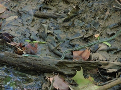 Thamnophis proximus proximus