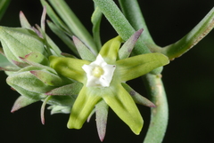 Araujia brachystephana