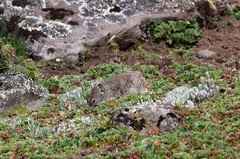 Arvicanthis blicki