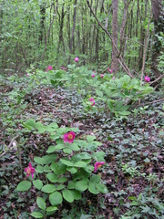 Paeonia caucasica