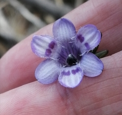 Conanthera trimaculata