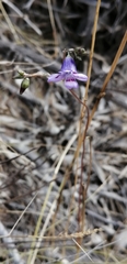 Conanthera trimaculata