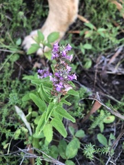 Teucrium argutum