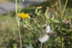 Sonchus arvensis uliginosus