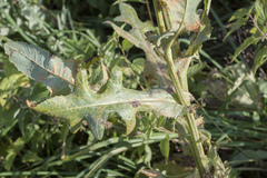 Sonchus arvensis uliginosus