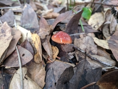 Gliophorus