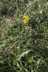 Sonchus arvensis uliginosus