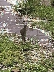 Turdus amaurochalinus