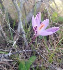 Crocus corsicus