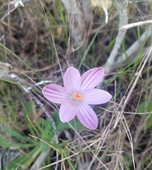 Crocus corsicus