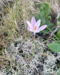 Crocus corsicus