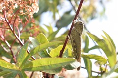 Anacridium aegyptium
